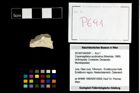 Foto (Objekt + Etikett) von Cracensigillatus acutirostrus (Moericke, 1889)  (NHMW-GEO-2014-0194-0691)